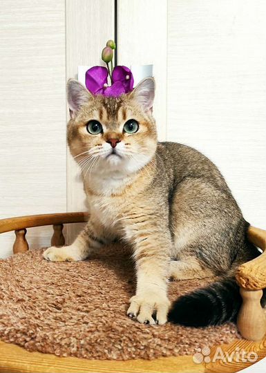 Шотландский 10 мес. золотой котик