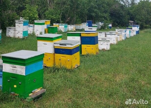 Ульи 12 рамочные Дадан 2 корпуса + магазин