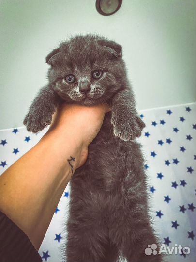 Британская вислоухая кошка