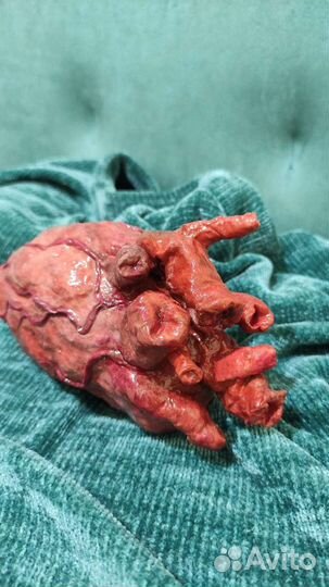 Сердце. Макет. Органы