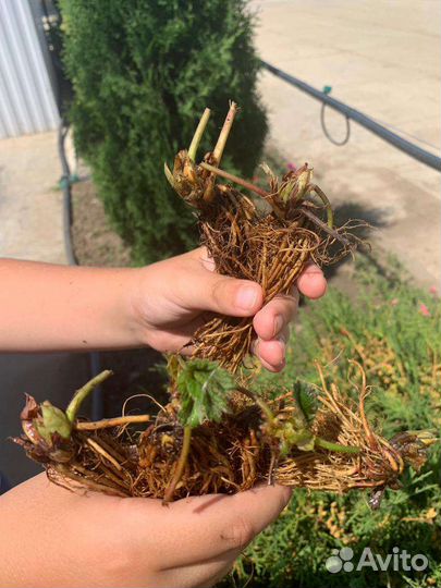 Саженцы клубники фриго