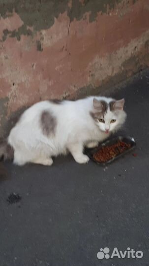 Кошка