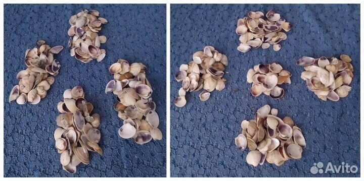 Морские ракушки