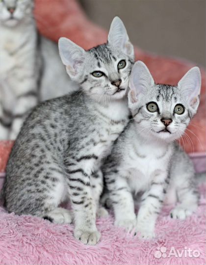 Египетская Мау котята