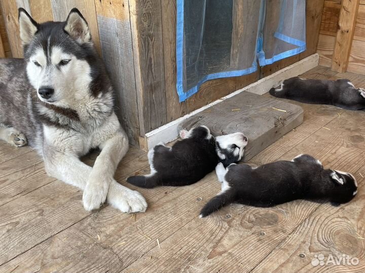 Щенки сибирской хаски