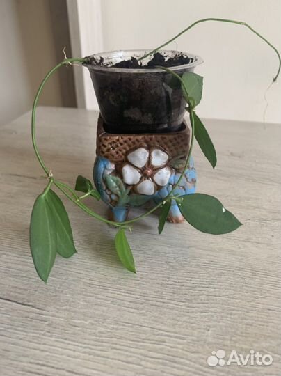 Дисхидия овата