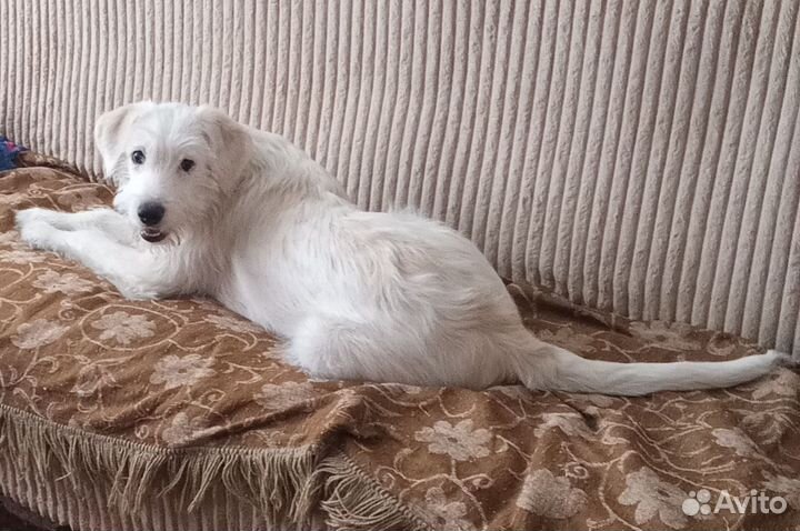 Щенок в добрые руки бесплатно