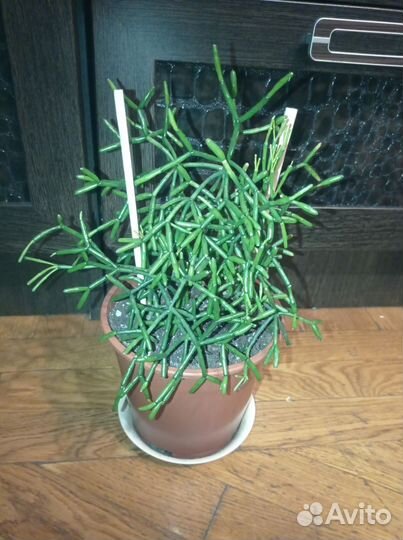 Хойя, хатиора, кактусы, суккуленты, фиалки