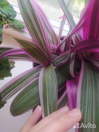 Традесканция розовая