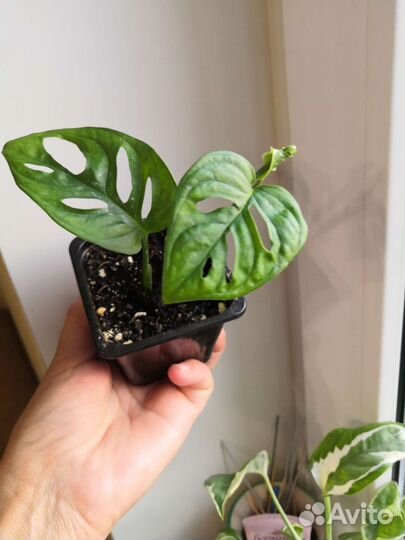 Рафидофора тетрасперма, монстера манки