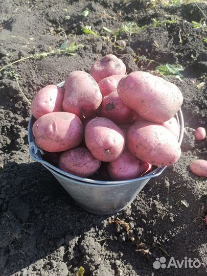 Продам картофель