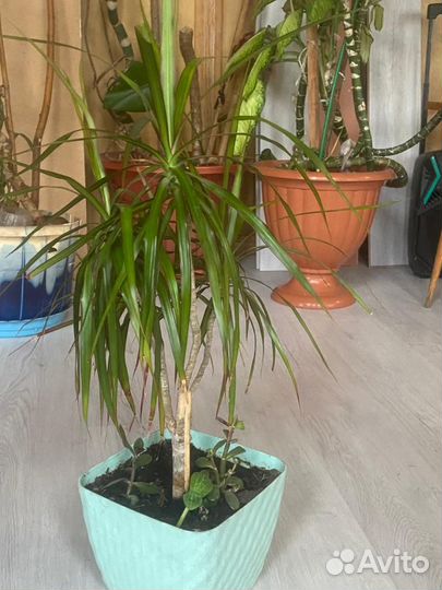 Пальма драцена цветок
