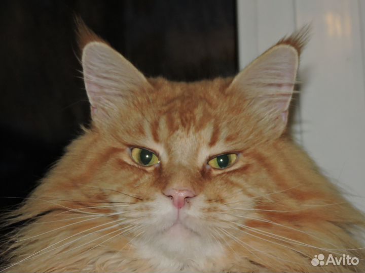 Котята мейн кун