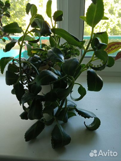 Каланхоэ лечебное