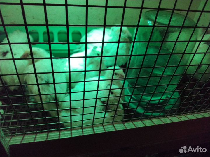 Перепел техасец утяж