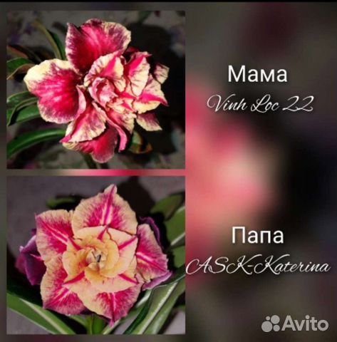 Адениум обесум (семена)