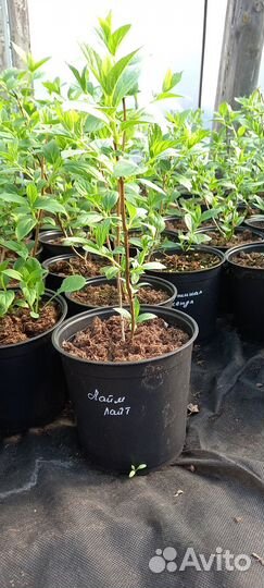 Гортензия метельчатая