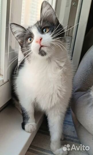 Котята в добрые руки бесплатно мальчик