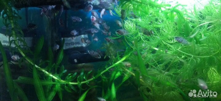 Чернополосая Цихлазома