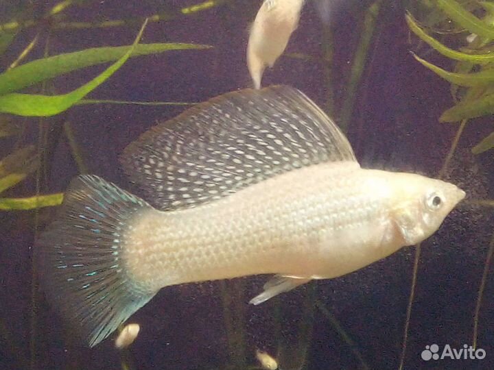 Рыбки. Растения. Креветки