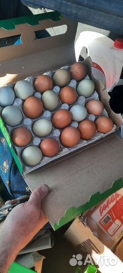Инкубационное яйцо кур