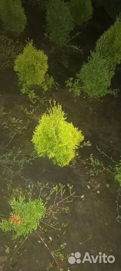 Туя голден смарагд