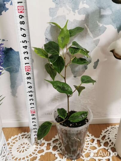 Фикус Бенжамина, Псевдоэрантемум