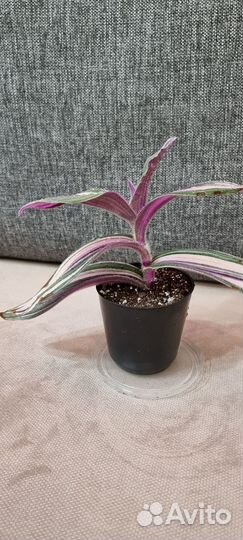 Традесканция pink furry