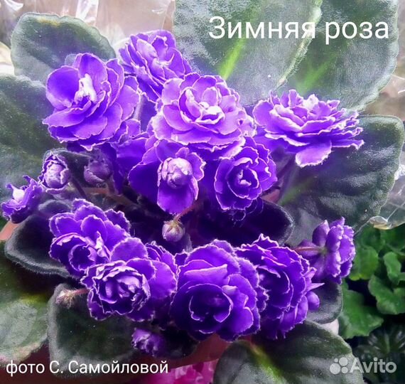 Глоксиния, фиалки