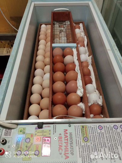 Лотки на инкубатор Блиц/норма и т.п