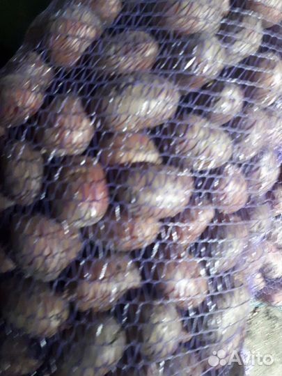Семенной картофель
