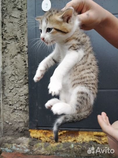 Котята от вислоухой кошки