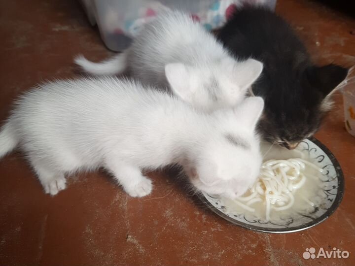 Котята белые мальчик и девочка в дар