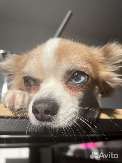 Чихуа вязка кобель