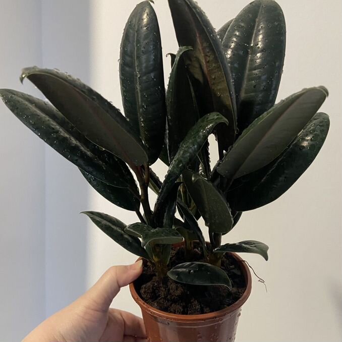 Жалғызбасты аналар жыныстық қатынасқа түсуді қалайды