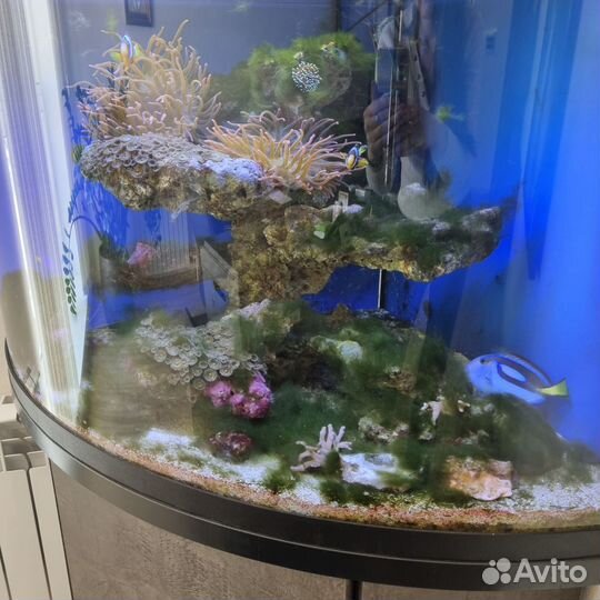 Аквариум с рыбками