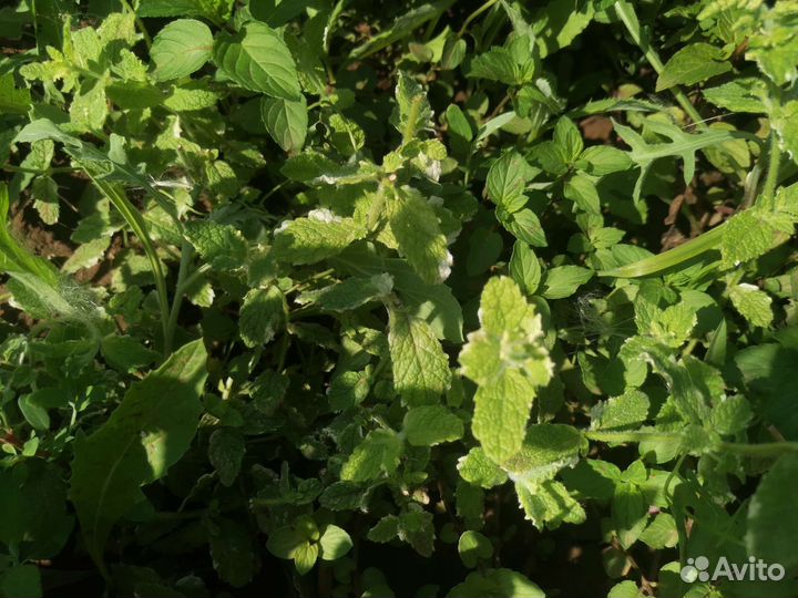 Сортовая мята с ароматами шоколада, банана и др