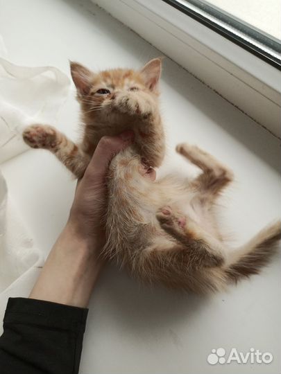 Рыжий котенок