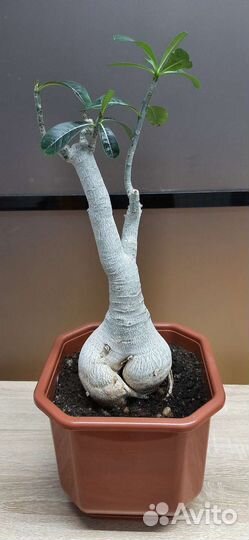 Домашнее растение Адениум