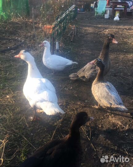 Мускусные утки