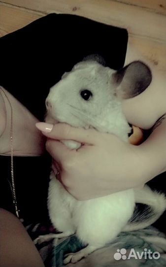 Шиншилла