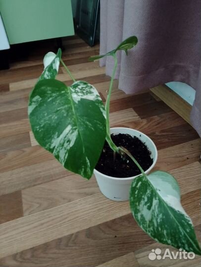 Монстера альба