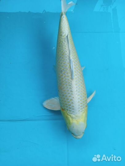 Карп кои порода yamabuki