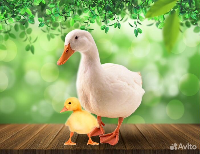 Утята суточные Агидель