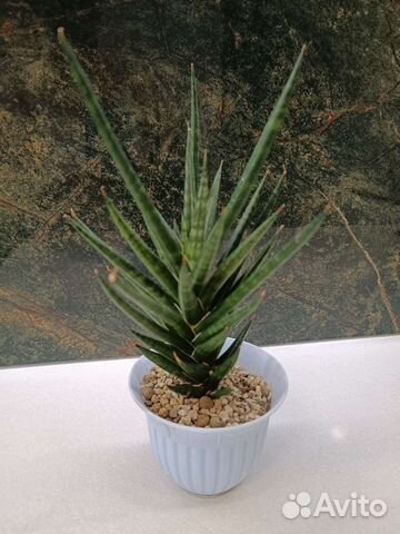 Сансевиерия Torch