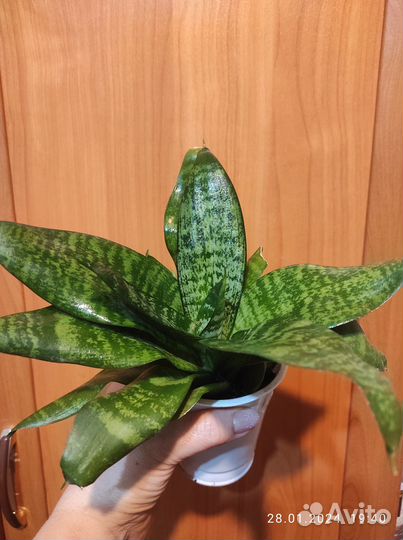 Сансевиерия Ханни Грин,р-н Коптево