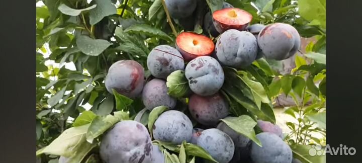 Саженцы Диплоидной Сливы Бербанк Гигант