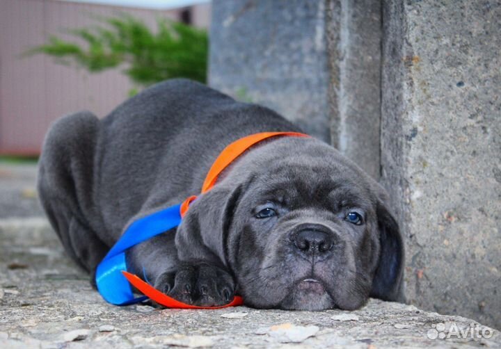 Кане Корсо щенки серые