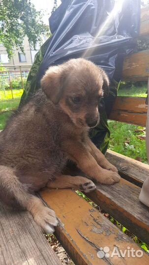 Щенок от маленькой собаки