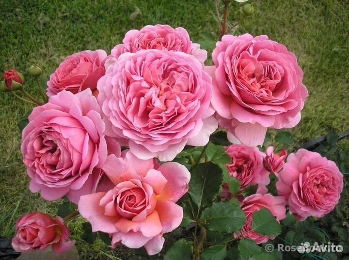 Английская Роза Princess Alexandra of Kent